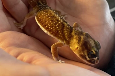 Geckos kaufen und verkaufen Photo: nephrurus levis pilbarensis
