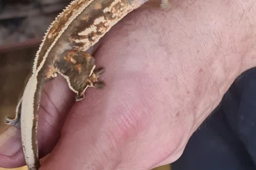 Geckos kaufen und verkaufen Photo: 0.1 kronengeckos Versch. Farben