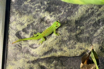 Geckos kaufen und verkaufen Photo: 0.0.2 Phelsuma Grandis NZ 2025