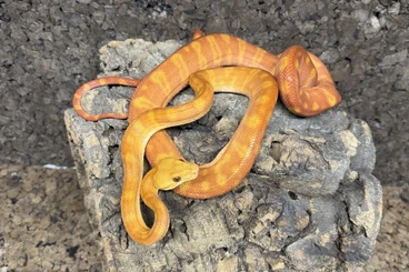 Schlangen kaufen und verkaufen Foto: Corallus Hortulanus, - Cyclura cornuta - Brachylophus fasciatus