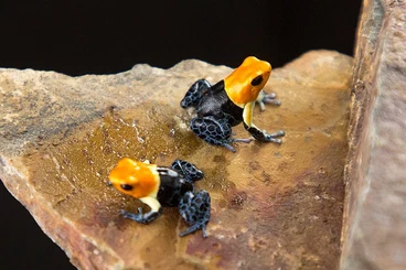 Pfeilgiftfrösche kaufen und verkaufen Foto: Suche Ranitomeya fantastica True Nominat Pärchen 1.1