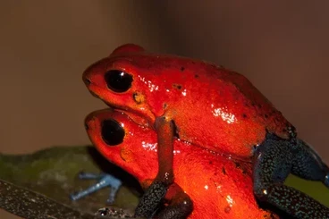 Pfeilgiftfrösche kaufen und verkaufen Foto: Oophaga pumilio „Blue Jeans“ Pärchen 1.1