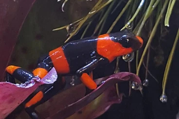 Pfeilgiftfrösche kaufen und verkaufen Foto: Oophaga lehmanni Pärchen 1.1