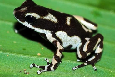 Pfeilgiftfrösche kaufen und verkaufen Foto: Oophaga pumilio "Róbalo" Pärchen 1.1