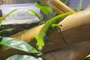 Echsen  kaufen und verkaufen Foto: Phelsuma grandis – 1.1 Paar abzugeben