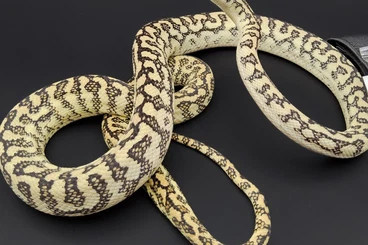 Pythons kaufen und verkaufen Photo: Morelia Spilota cb 2022 Teppichpython für Hamm 14.03.2026