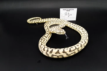 Pythons kaufen und verkaufen Foto: Morelia Spilota CB 2023 Teppichpython Hamm 13.12. Reihe 17