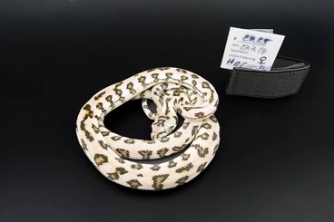 Pythons kaufen und verkaufen Foto: Teppichpython CB 2024 Morelia Spilota für Hamm 13.12 Reihe 17 Axanthic
