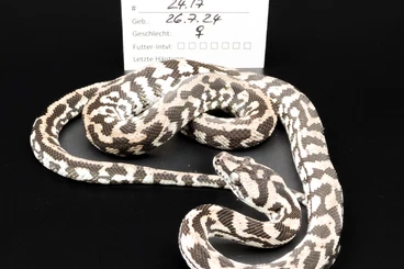 Pythons kaufen und verkaufen Foto: 6 xTeppichpython Axanthic CB 2024 Morelia Spilota für Hamm 14.03.2026