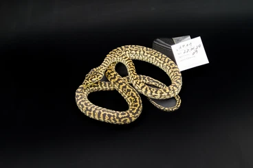 Pythons kaufen und verkaufen Photo: Teppichpython German Bloodline - Zebra Verpaarung cb 2024