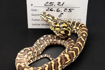Pythons kaufen und verkaufen Foto: 5 x Teppichpython Morelia Spilota aus German Bloodline Verpaarung