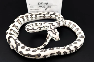 Pythons kaufen und verkaufen Foto: 10 x Teppichpython Morelia Spilota Axanthic Caramel Verpaarung 2025