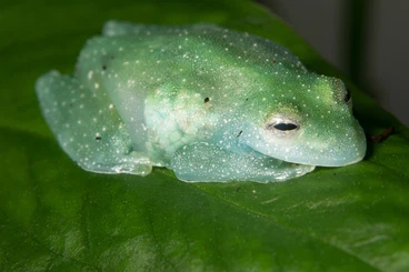frogs kaufen und verkaufen Photo: Glass frogs (Glasfrösche) 100% offspring: Teratohyla pulverata