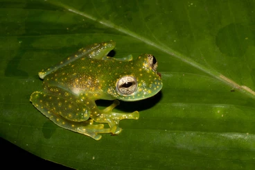 frogs kaufen und verkaufen Photo: Glass frogs (Glasfrösche) 100% offspring: Sachatamia albomaculata