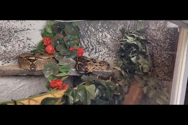 Boas kaufen und verkaufen Photo: Verkaufe Boa constrictor Imperator