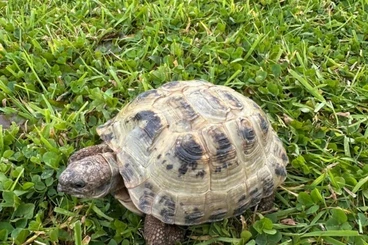 Tortoises kaufen und verkaufen Photo: various tortoises