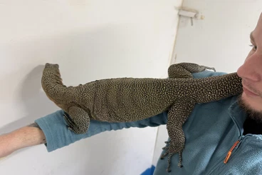 Monitor lizards kaufen und verkaufen Photo: 1.0 proven Varanus jobiensis