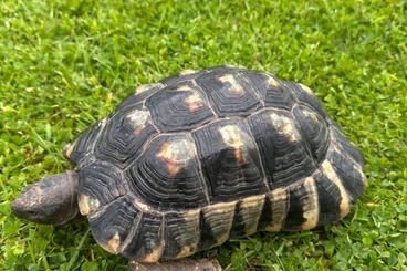 Tortoises kaufen und verkaufen Photo: 1.0 Testudo marginata