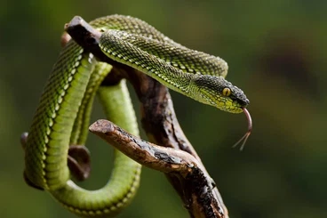 Giftschlangen kaufen und verkaufen Foto: Trimeresurus Purpureomaculatus Green