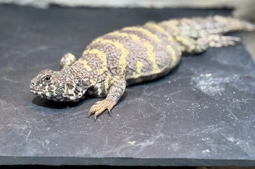 Echsen  kaufen und verkaufen Foto: Uromastyx Ornata - looking for