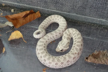 Colubrids kaufen und verkaufen Photo: Heterodon nasicus Morph Toxic