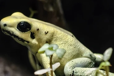 Poison dart frogs kaufen und verkaufen Photo: Looking for Oophaga pumilio/ vicentei, Phyllobates terribilis mint