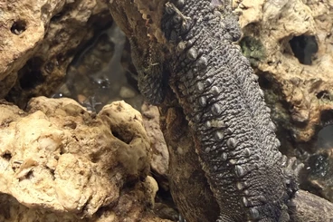 andere Echsen kaufen und verkaufen Foto: Krokodilschwanz-Höckerechse / Shinisaurus crocodilurus