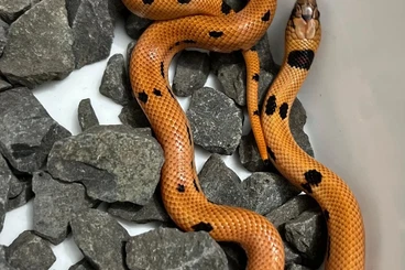 Schlangen kaufen und verkaufen Foto: Königsnatter Lampropeltis Magmaking Hybriden 50% Rabatt
