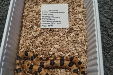 Snakes kaufen und verkaufen Photo: Lampropeltis Magmaking und Nelsoni Nachzuchten 2025