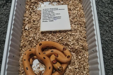 Snakes kaufen und verkaufen Photo: Lampropeltis Magmaking und Nelsoni Nz 25