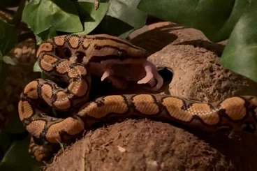 Boas kaufen und verkaufen Foto: Regenbogenboa 1.0 (Epicrates cenchria cenchria)