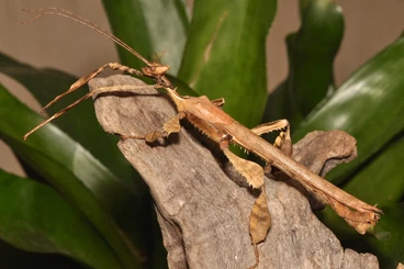 Insects kaufen und verkaufen Photo: Suche männliche extatosoma tiaratum oder befruchtete Eier