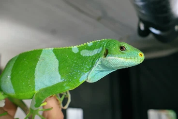 Lizards kaufen und verkaufen Photo: For Hamm / Hypsilurus Boydii / Brachylophus / C.Pectinata / etc.