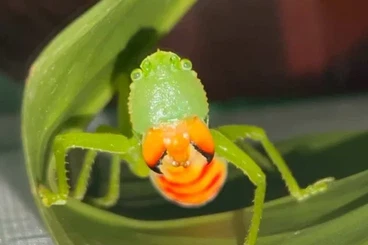 Insekten kaufen und verkaufen Foto: Predatory katydids from South America