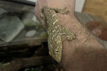 Geckos kaufen und verkaufen Foto: Rhacodactylus Leachianus Nuu Ami (Neukaledoischer Riesengecko)