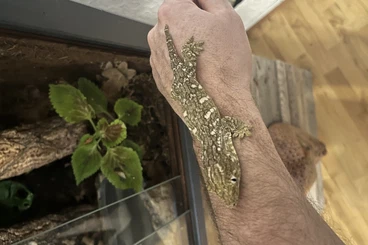Geckos kaufen und verkaufen Foto: Rhacodactylus Leachianus Nuu Ami (Neukaledoischer Riesengecko)