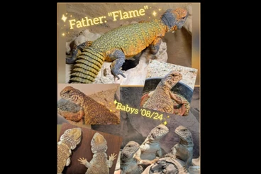 Lizards kaufen und verkaufen Photo: 0.0.4 Uromastyx nigriventris '24 "Flame"