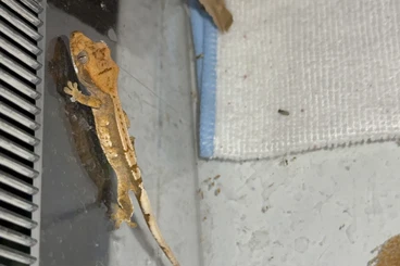 Geckos kaufen und verkaufen Foto: Kronengeckos Nachzuchten vom meiner AAA zuchtgruppe