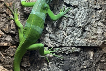 Echsen  kaufen und verkaufen Foto: Verkaufe Brachylophus fasciatus 1.0 von 02/2022