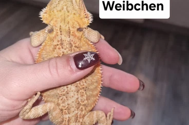 Bartagamen kaufen und verkaufen Foto: Farb-Bartagamen Jungtiere (pogona vitticeps) NZ 07 2025  Weibchen