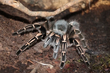 - bird spiders kaufen und verkaufen Photo: Verkauf :: Bestandsauflösung ::