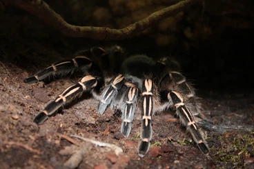 - bird spiders kaufen und verkaufen Photo: Verkauf :: Bestandsauflösung ::