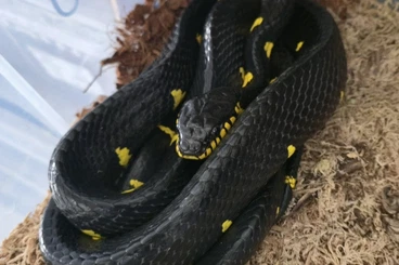 Venomous snakes kaufen und verkaufen Photo: Boiga dendrophila melanota