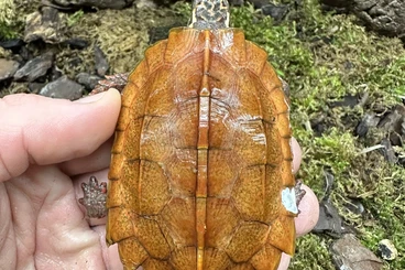 Schildkröten  kaufen und verkaufen Foto: Geoemyda spengleri Hainan form