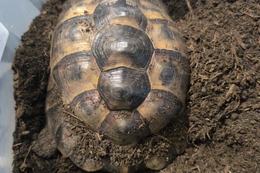 Tortoises kaufen und verkaufen Photo: Maurische Landschildkröten