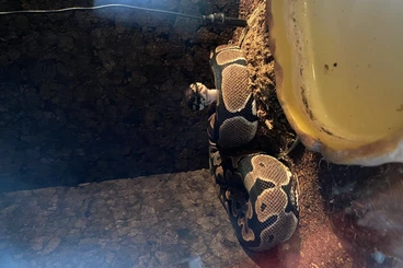 Ball Pythons kaufen und verkaufen Photo: Köpy (weiblich, NZ 2020) mit Zubehör (ohne Terra)