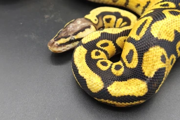 Königspythons kaufen und verkaufen Foto: Python regius ziva exotica in april