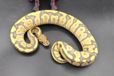 Königspythons kaufen und verkaufen Foto: Ziva Exotica Praha on Saturday