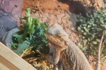 Bearded dragons kaufen und verkaufen Photo: 5,5 jährige Bartagame in liebevolles, artgerechtes Zuhause abzugeben