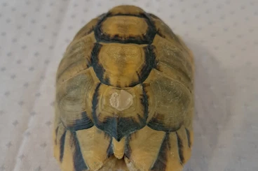 Landschildkröten kaufen und verkaufen Foto: Biete männliche ägyptische Landschildkröte an